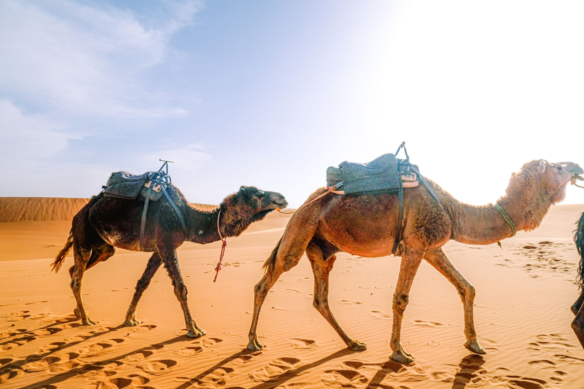 Réseau téléphonique dans le désert du Sahara : la vérité