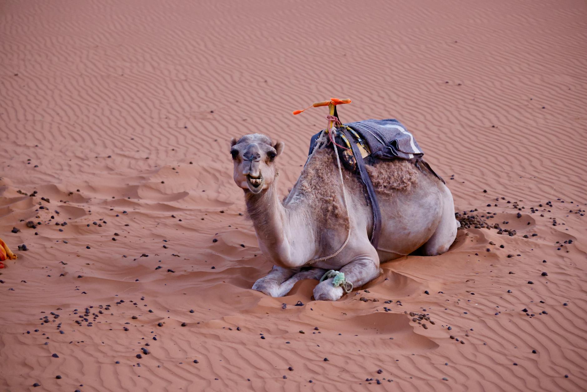 Visiter le désert du Sahara : guide pratique pour voyageurs